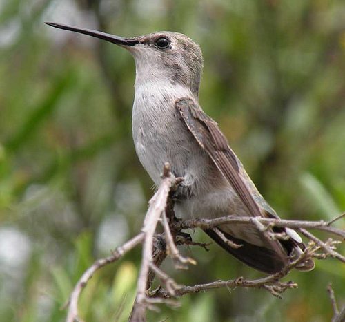 How to Find Which Birds Migrate Through Your Garden