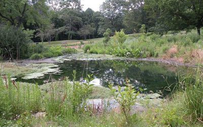 Ecosystem Services and Your Ecosystem Garden: how your property contributes to healthy ecosystems