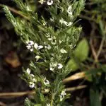 Chinese Lespedeza makes “Most Hated Plants” List