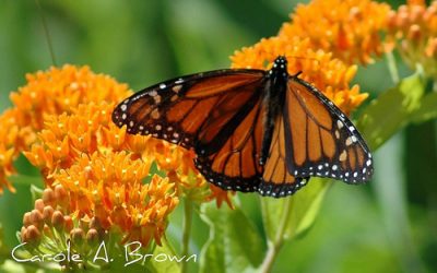 Monarch Butterfly Wintering Population at All Time Low