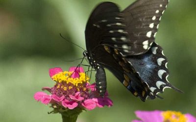 Butterfly numbers plunge by 50 percent