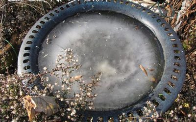 How to Provide Water for Birds When the Birdbath Freezes