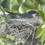 Nest Watch in Your Ecosystem Garden