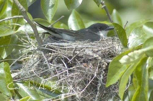 Nest Watch in Your Ecosystem Garden
