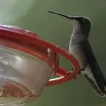 Hummingbirds Return