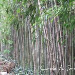 Most Hated Plants: Bamboo