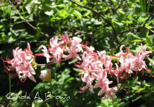 Native Plant Bloom Day: Flame Azalea