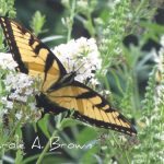 Why Are There So Many Tiger Swallowtails this Year?