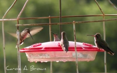 Is Sugar Bad for Hummingbirds?