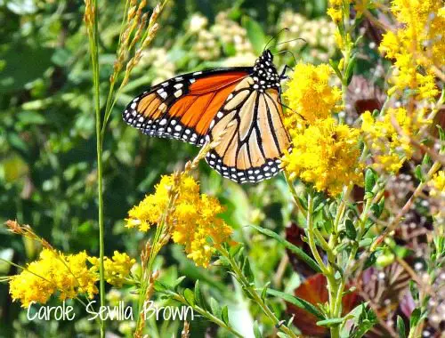Restoring the Monarch Butterfly