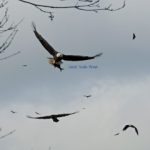 Bald Eagles Spend Winter at Conowingo Dam