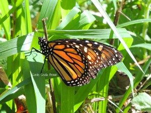 Saving the Monarch Butterfly