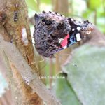 Red Admiral Butterfly Sipping From Sap Flow