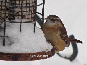 How Do Birds Stay Warm in Winter
