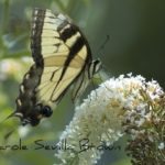 Beware the Invasive Butterfly Bush