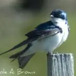 Tree Swallows Return