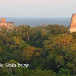 Birding Tikal