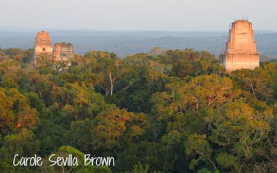 Birding Tikal