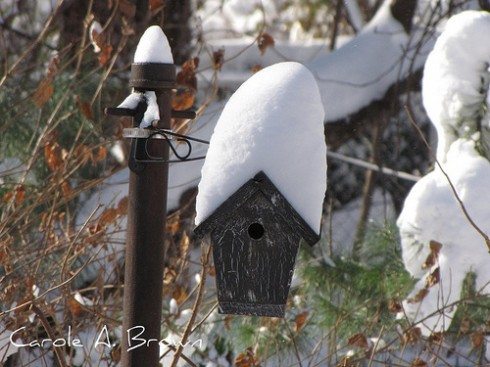 Get your Bird Houses Ready, Spring is Coming