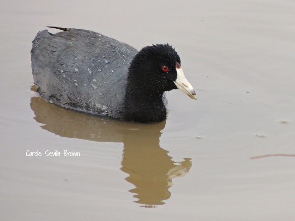 Early Spring Birds Blackwater NWR