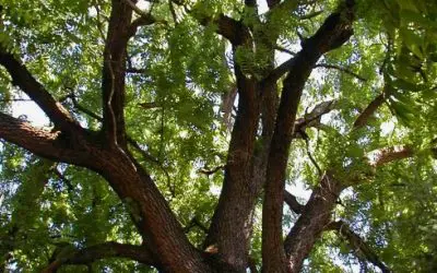 What to Plant Under Black Walnut Trees