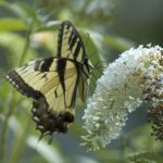 Butterfly Bush is Invasive Do NOT Plant