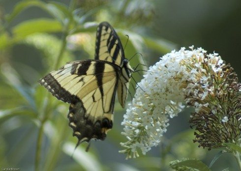 Butterfly Bush is Invasive Do NOT Plant