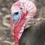 A Gift of Turkeys