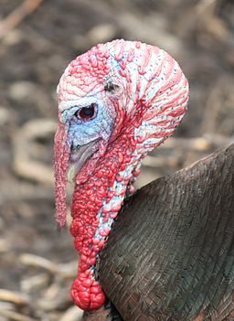 A Gift of Turkeys