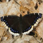 Mourning Cloak First Butterfly of the Season