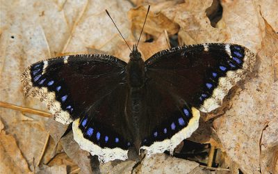 Mourning Cloak First Butterfly of the Season