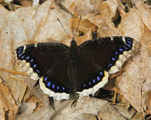 Mourning Cloak First Butterfly of the Season