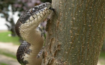 Healing the Wounds to Wildlife 1 Direct Killing