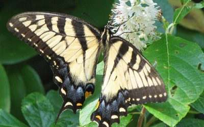 A visit to Pat Sutton’s Garden