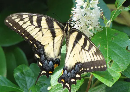 A visit to Pat Sutton’s Garden