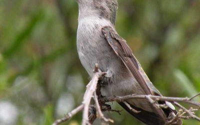 How to Find Which Birds Migrate Through Your Garden