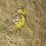 One Third of U.S. Birds in Danger: How your Ecosystem Garden can Make a Difference