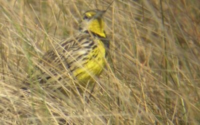 Creating Rest Stops for Migratory Birds in Your Ecosystem Garden