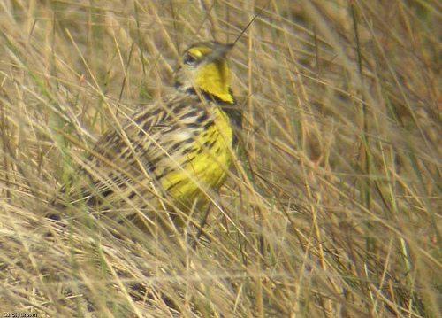 One Third of U.S. Birds in Danger: How your Ecosystem Garden can Make a Difference