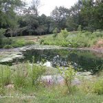 Ecosystem Gardening: How to install a Rain Garden