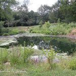 Ecosystem Services and Your Ecosystem Garden: how your property contributes to healthy ecosystems