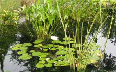 Visit Other Wildlife Gardens for Inspiration