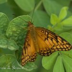 Earth Day in the Wildlife Garden