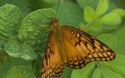 Sustainable Landscapes Give Back