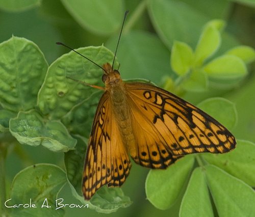 Earth Day in the Wildlife Garden