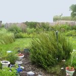 A Visit to Evelyn Lovitz’s Garden