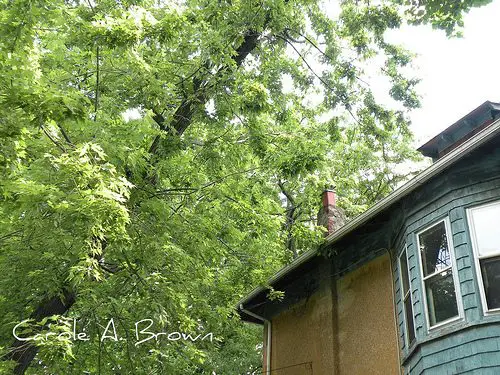 The Globe and Mail: The Norway maple is a bully, and shouldn't be