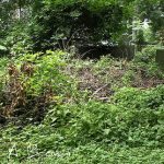 Brush Piles Help Wildlife in Your Ecosystem Garden