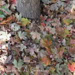 Life in the Leaf Litter: Don’t Throw a Good Thing Away