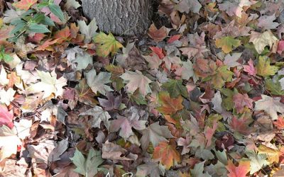 Life in the Leaf Litter: Don’t Throw a Good Thing Away